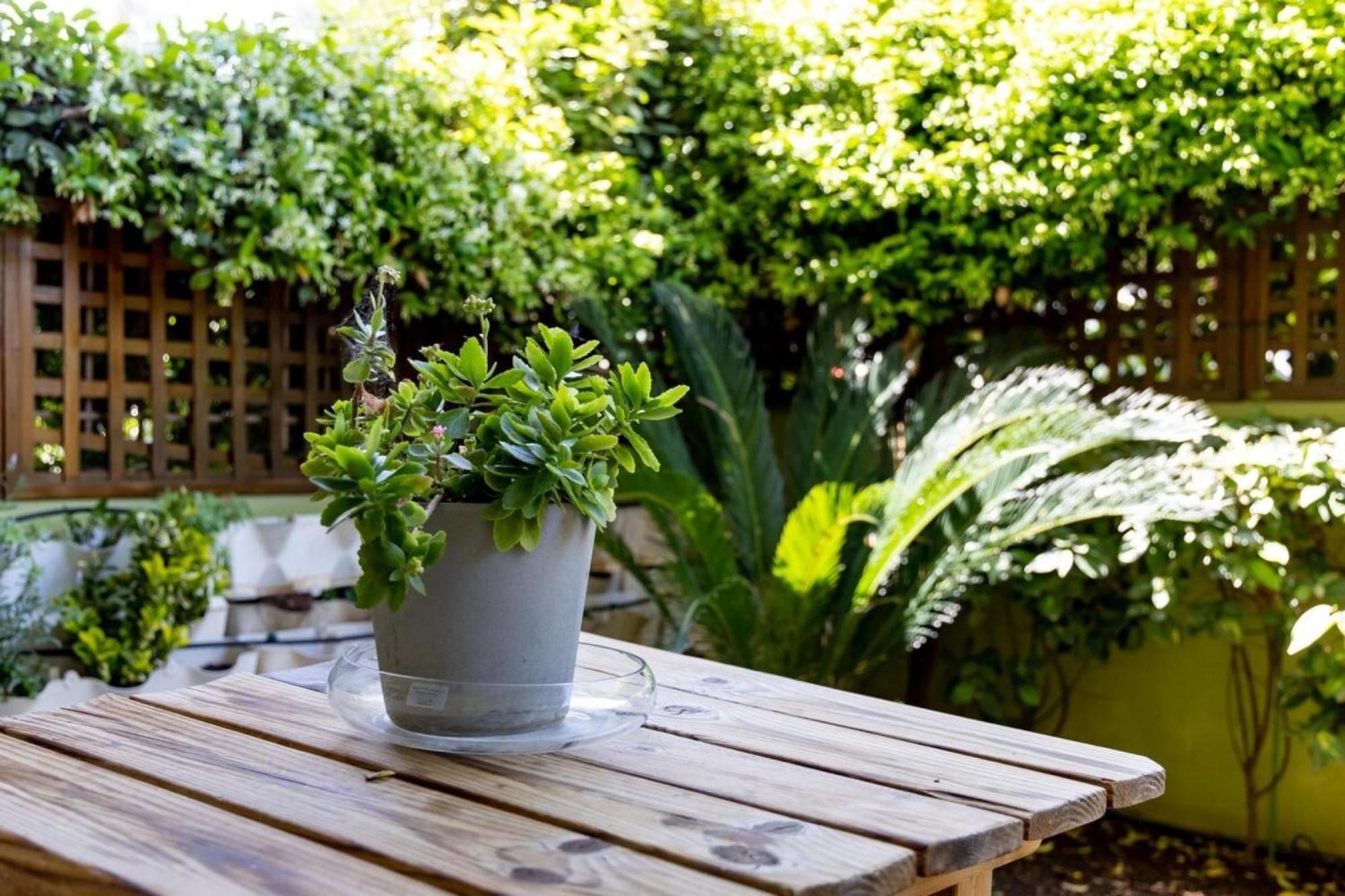 The Garden House At Alimos Lejlighed Athen Eksteriør billede